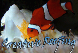 Creative Reefing